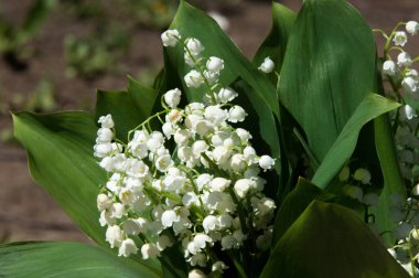 Lily vadi çiçekler. Çiçek Lilyum Vadideki Zambak-ve--Vadisi ile doğal arka plan. Lily Vadi (Convallaria majalis) beyaz çiçekler. Bahar çiçeği. Yakın çekim.