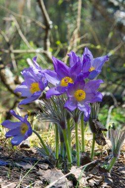 Bahar manzara. Çiçekleri içinde belgili tanımlık vahşi. Bahar çiçek Pulsatilla. Pasque çiçek ya da pasqueflower, Rüzgar çiçek, çayır bitkisi, Paskalya çiçek ve çayır anemone ortak adları dahil. 