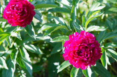 Çiçekler peonies. uzun onun gösterişli çiçekler için ekili olmuştur bir otsu ya da çalı bitki kuzey ılıman bölgelerin.
