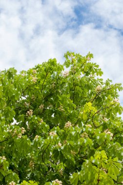 Kestane çiçekler. Şube kestane kapatın. Beyaz kestane çiçekleri yemyeşil yeşil yaprakları arka planı fotoğraflandı. Çiçekli dallar kestane ağacının