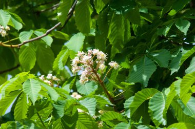 Kestane çiçekler. Şube kestane kapatın. Beyaz kestane çiçekleri yemyeşil yeşil yaprakları arka planı fotoğraflandı. Çiçekli dallar kestane ağacının