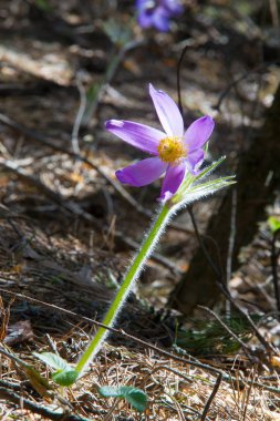 Bahar manzara. Çiçekleri içinde belgili tanımlık vahşi. Bahar çiçek Pulsatilla. Pasque çiçek ya da pasqueflower, Rüzgar çiçek, çayır bitkisi, Paskalya çiçek ve çayır anemone ortak adları dahil. 