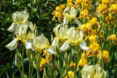 Iris bir yaklaşık 260-300, tür gösterişli çiçekli çiçekli bitki cinsidir. Yunanca kelime adını Yunan tanrıçası Iris gökkuşağının adıdır aynı zamanda bir gökkuşağı için alır.