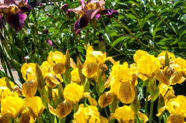 Iris bir yaklaşık 260-300, tür gösterişli çiçekli çiçekli bitki cinsidir. Yunanca kelime adını Yunan tanrıçası Iris gökkuşağının adıdır aynı zamanda bir gökkuşağı için alır.