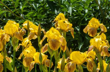 Iris bir yaklaşık 260-300, tür gösterişli çiçekli çiçekli bitki cinsidir. Yunanca kelime adını Yunan tanrıçası Iris gökkuşağının adıdır aynı zamanda bir gökkuşağı için alır.