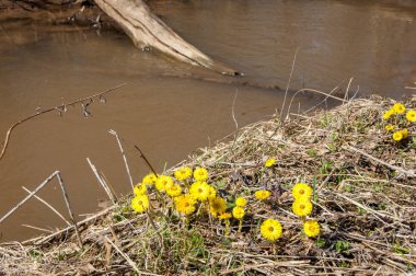 Coltsfoot bilinen Tussilago farfara bitki papatya ailesindeki groundsel kabile bir bitkidir