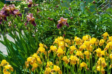 Iris bir yaklaşık 260-300, tür gösterişli çiçekli çiçekli bitki cinsidir. Yunanca kelime adını Yunan tanrıçası Iris gökkuşağının adıdır aynı zamanda bir gökkuşağı için alır.