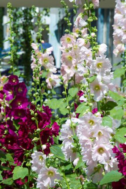 Ebegümeci çiçekler. kıllı kaynaklanıyor, pembe ya da mor çiçekler ve disk şeklinde meyve otsu bir bitki. Birkaç tür süsbitkileri yetiştirilen ve bazı yemeklik.