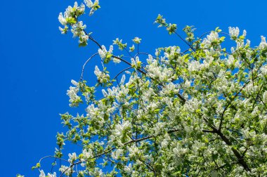 Kuş kiraz, parlak arkadan aydınlatmalı gökyüzü karşı dalı closeup. kuş kiraz çiçekleri