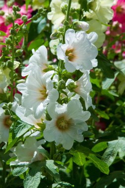 Ebegümeci çiçekler. kıllı kaynaklanıyor, pembe ya da mor çiçekler ve disk şeklinde meyve otsu bir bitki. Birkaç tür süsbitkileri yetiştirilen ve bazı yemeklik.