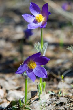 Bahar manzara. Çiçekleri içinde belgili tanımlık vahşi. Bahar çiçek Pulsatilla. Pasque çiçek ya da pasqueflower, Rüzgar çiçek, çayır bitkisi, Paskalya çiçek ve çayır anemone ortak adları dahil. 