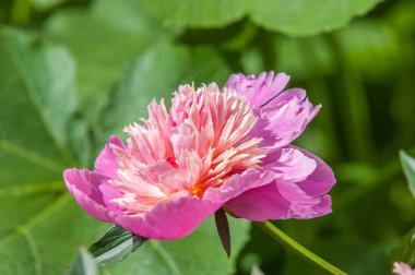 Çiçekli yaz manzara. Peonies kırmızı renktedir. Uzun onun muhteşem çiçekler için ekili olmuştur bir otsu ya da çalı bitki'nın kuzey ılıman bölgelerin,.