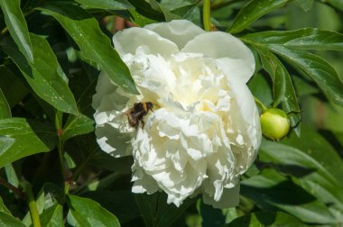 Çiçekli yaz manzara. Peonies beyazdır. Uzun onun muhteşem çiçekler için ekili olmuştur bir otsu ya da çalı bitki'nın kuzey ılıman bölgelerin,.