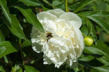 Çiçekli yaz manzara. Peonies beyazdır. Uzun onun muhteşem çiçekler için ekili olmuştur bir otsu ya da çalı bitki'nın kuzey ılıman bölgelerin,.