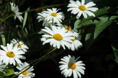 Papatya veya papatya çiçek. Tomurcukları, Otsu bitkiler var ryh için beyaz ve Orta sarı yaprakları genellikle vardır. İlaç infüzyonu veya toz--dan bu bitkinin çiçek.