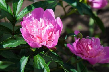 Çiçekli yaz manzara. Peonies kırmızı renktedir. Uzun onun muhteşem çiçekler için ekili olmuştur bir otsu ya da çalı bitki'nın kuzey ılıman bölgelerin,.