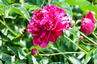 Çiçekli yaz manzara. Peonies kırmızı renktedir. Uzun onun muhteşem çiçekler için ekili olmuştur bir otsu ya da çalı bitki'nın kuzey ılıman bölgelerin,.