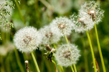 Fotoğraf bulanık yaz yatay, çiçekler var. Karahindiba tohumları. Karahindiba tohumları ile rozet yaprak, tohum tüylü demetleri ile küresel başkanları ve süt lateks içeren kaynaklanıyor.