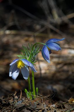 Bahar manzara. Çiçekleri içinde belgili tanımlık vahşi. Bahar çiçek Pulsatilla. Pasque çiçek ya da pasqueflower, Rüzgar çiçek, çayır bitkisi, Paskalya çiçek ve çayır anemone ortak adları dahil. 