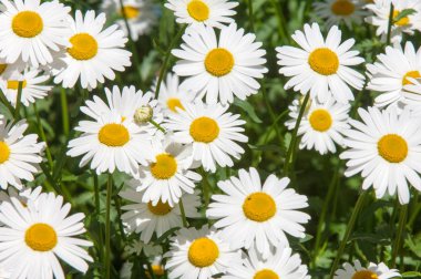 Çiçekler yaz fotoğrafları. Papatyalar bir aromatik Avrupa daisy ailenin, beyaz ve sarı papatya çiçekler gibi bitki. bahar daisy çayırda