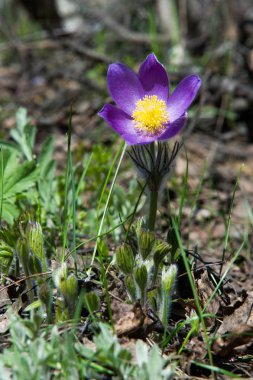 Bahar manzara. Çiçekleri içinde belgili tanımlık vahşi. Bahar çiçek Pulsatilla. Pasque çiçek ya da pasqueflower, Rüzgar çiçek, çayır bitkisi, Paskalya çiçek ve çayır anemone ortak adları dahil. 
