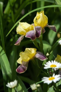 Çiçekler süsen ile yaz fotoğraf