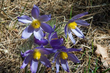Bahar manzara. Çiçekleri içinde belgili tanımlık vahşi. Bahar çiçek Pulsatilla. Pasque çiçek ya da pasqueflower, Rüzgar çiçek, çayır bitkisi, Paskalya çiçek ve çayır anemone ortak adları dahil. 
