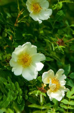 Vahşi pembe çiçekler. Bir yaz gününde vahşi bir gül güzel beyaz çiçekler yakın çekim. Seçici odak