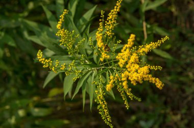 Solidago, goldenrods, yaygın olarak adlandırılan bir tür Aster, bitki ailesindeki çiçekli bitki cinsidir. Bunların çoğu çok yıllık otsu türler açık yerlerde bulundu