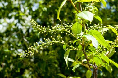 Arka plan resmi, bahar peyzaj, ağaçlar ilk yaprak dokusu