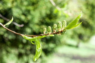 Arka plan resmi, bahar peyzaj, ağaçlar ilk yaprak dokusu