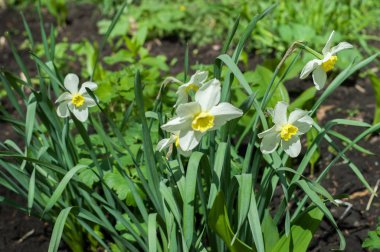 Arka plan doku, desen. Bahar manzara, beyaz nergis