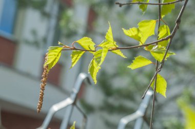 Arka plan resmi, bahar peyzaj, ağaçlar ilk yaprak dokusu