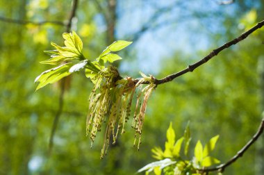 Arka plan resmi, bahar peyzaj, ağaçlar ilk yaprak dokusu