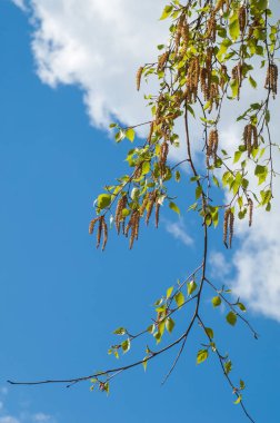 Arka plan resmi, bahar peyzaj, ağaçlar ilk yaprak dokusu