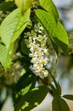 Bahar tebrik kartı, çiçeği kuş kiraz. Bir kaplumbağa şube Close-up parlak gökyüzü karşı yaktı. Kuş-kiraz ağaç izole çiçeklenme. kuş kiraz içinde güneşli çiçekler gün, yakın çekim