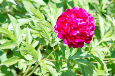 Çiçekler peonies. uzun onun gösterişli çiçekler için ekili olmuştur bir otsu ya da çalı bitki kuzey ılıman bölgelerin.