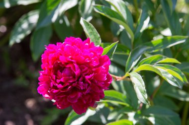 Çiçekler peonies. uzun onun gösterişli çiçekler için ekili olmuştur bir otsu ya da çalı bitki kuzey ılıman bölgelerin.