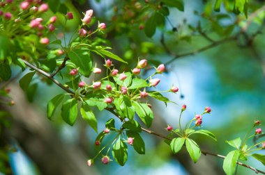 Bahar peyzaj, elma ağacı çiçek. Güzel bahar çiçek açan ağaç, yumuşak beyaz çiçekler, yeşil yumuşak odak arka plan, bahar zaman doğa sınırında taze kiraz çiçeği