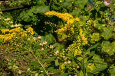 Solidago, goldenrods, yaygın olarak adlandırılan bir tür Aster, bitki ailesindeki çiçekli bitki cinsidir. Bunların çoğu çok yıllık otsu türler açık yerlerde bulundu