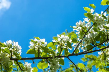 Bahar peyzaj, elma ağacı çiçek. Güzel bahar çiçek açan ağaç, yumuşak beyaz çiçekler, yeşil yumuşak odak arka plan, bahar zaman doğa sınırında taze kiraz çiçeği