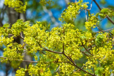 Bahar çiçek fotoğrafı. Akça ağaç. bahar çiçekleri Norveç maple Tree, Acer platanoides, closeup bulanık arka planı vurdu