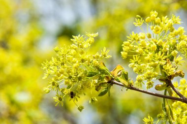 Bahar çiçek fotoğrafı. Akça ağaç. bahar çiçekleri Norveç maple Tree, Acer platanoides, closeup bulanık arka planı vurdu