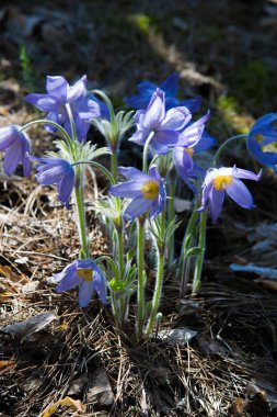Bahar manzara. Çiçekleri içinde belgili tanımlık vahşi. Bahar çiçek Pulsatilla. Pasque çiçek ya da pasqueflower, Rüzgar çiçek, çayır bitkisi, Paskalya çiçek ve çayır anemone ortak adları dahil. 