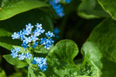 Brunnera macrophylla, Sibirya bugloss, büyük unutma, largeleaf brunnera veya kalp, çiçekli bitki Hodangiller ailesindeki familyasından bir,