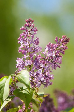 Doku, desen, arka plan. Eflatun çiçekler. bir soluk pembemsi-menekşe rengi. Mor ya da beyaz güzel kokulu çiçekler ile büyük bahçe Funda.