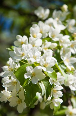 Elma ağaçları çiçek. genellikle parlak renkli bir corolla (taç yaprakları tarafından çevrili üreme organları (stamens ve carpels) oluşan bir bitki, tohum taşıyan parçası)