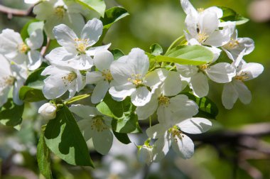 Elma ağaçları çiçek. genellikle parlak renkli bir corolla (taç yaprakları tarafından çevrili üreme organları (stamens ve carpels) oluşan bir bitki, tohum taşıyan parçası)