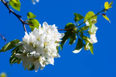 Elma ağaçları çiçek. genellikle parlak renkli bir corolla (taç yaprakları tarafından çevrili üreme organları (stamens ve carpels) oluşan bir bitki, tohum taşıyan parçası)