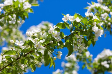 Elma ağaçları çiçek. genellikle parlak renkli bir corolla (taç yaprakları tarafından çevrili üreme organları (stamens ve carpels) oluşan bir bitki, tohum taşıyan parçası)
